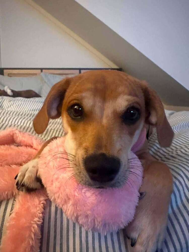 Enlarge Bella (AL), a Adoptable Beagle in New York, NY image 3/3