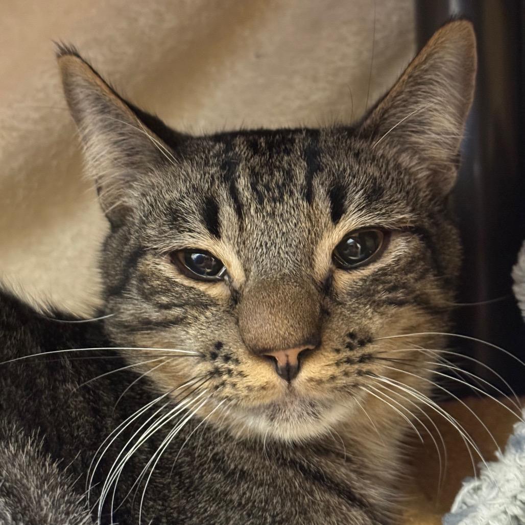 Fluffy — thumbnail 2