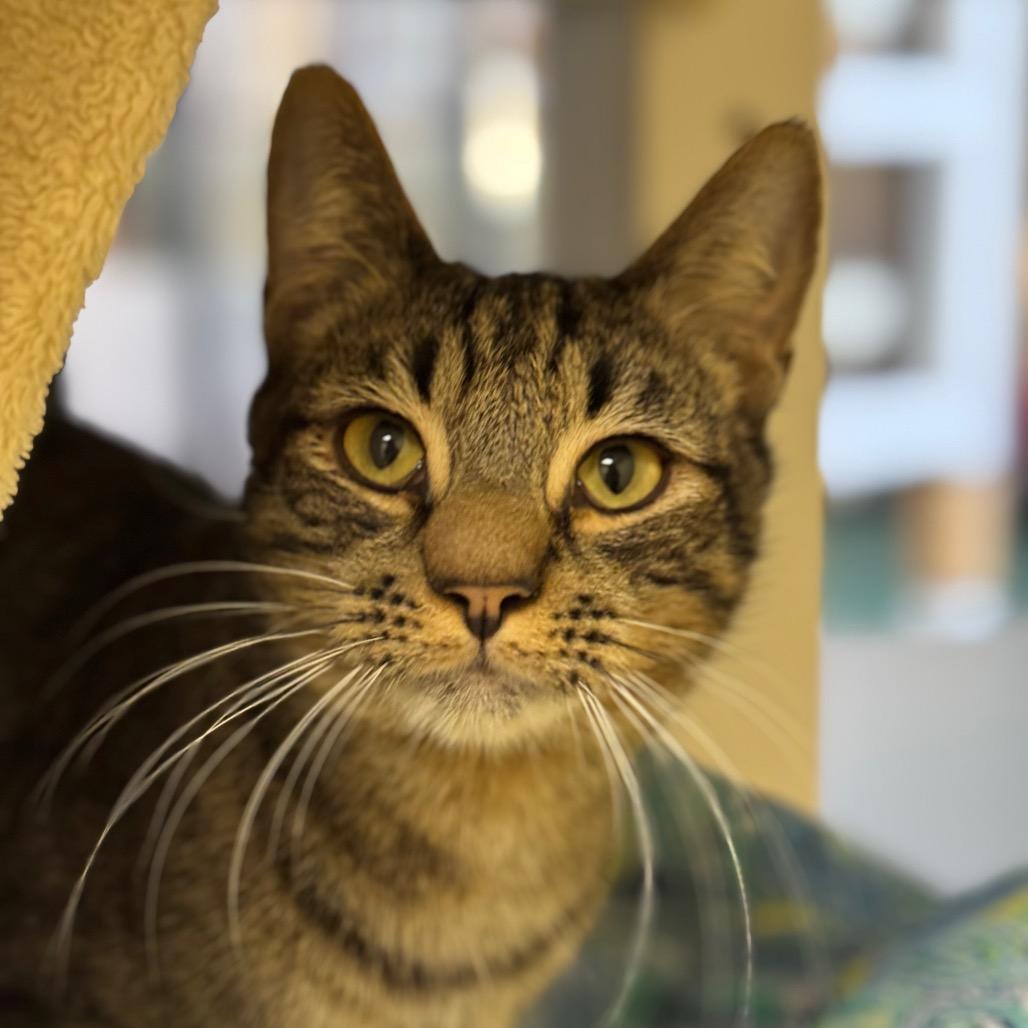 Puffin, a Adoptable Domestic Short Hair in Santa Barbara, CA image 3/3