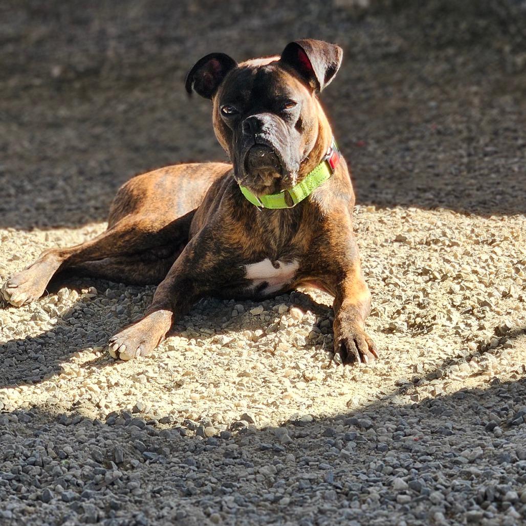 Tobey, Adoptable, Adult Male Boxer.