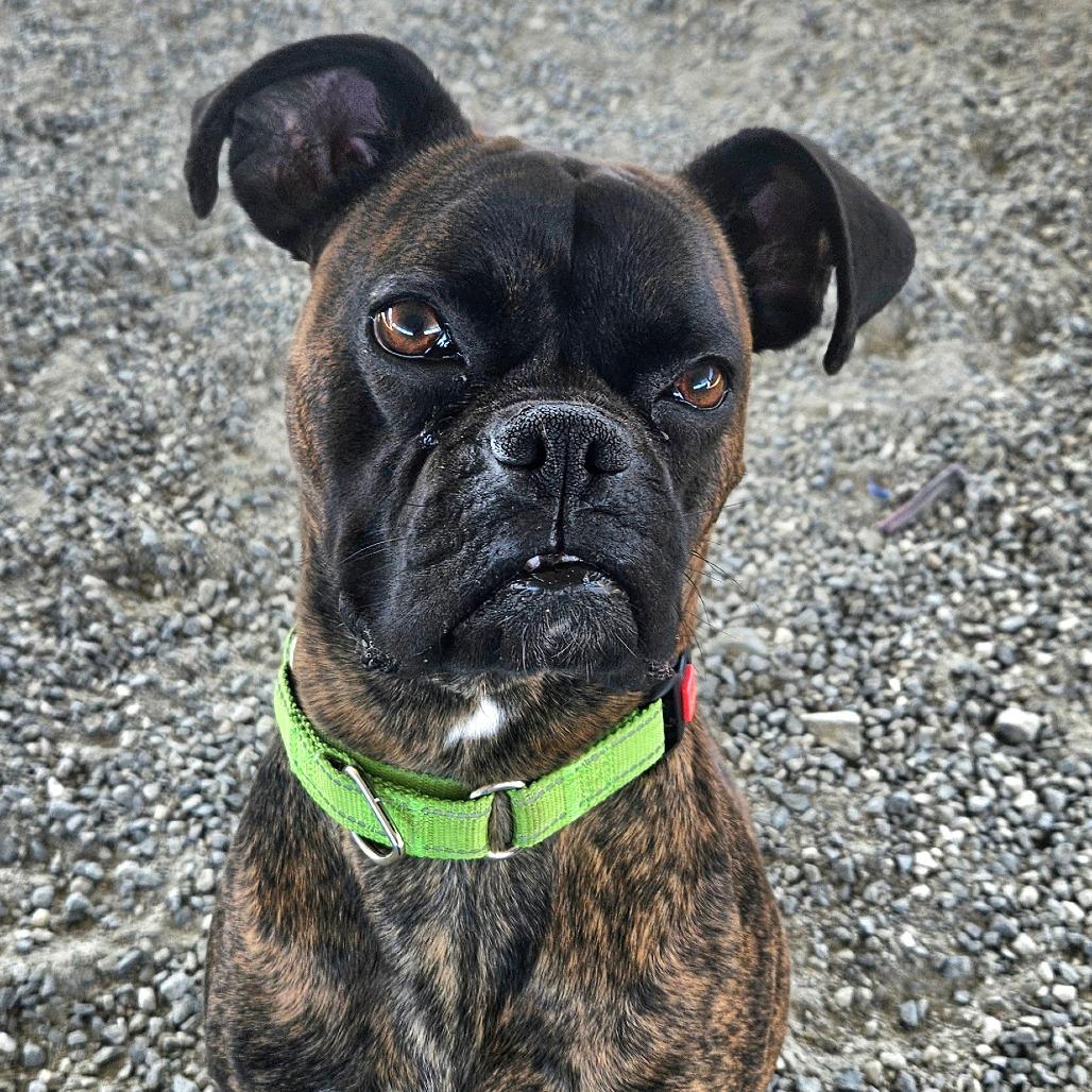 Enlarge Tobey, a Adoptable Boxer in Ballston Spa, NY image 2/6