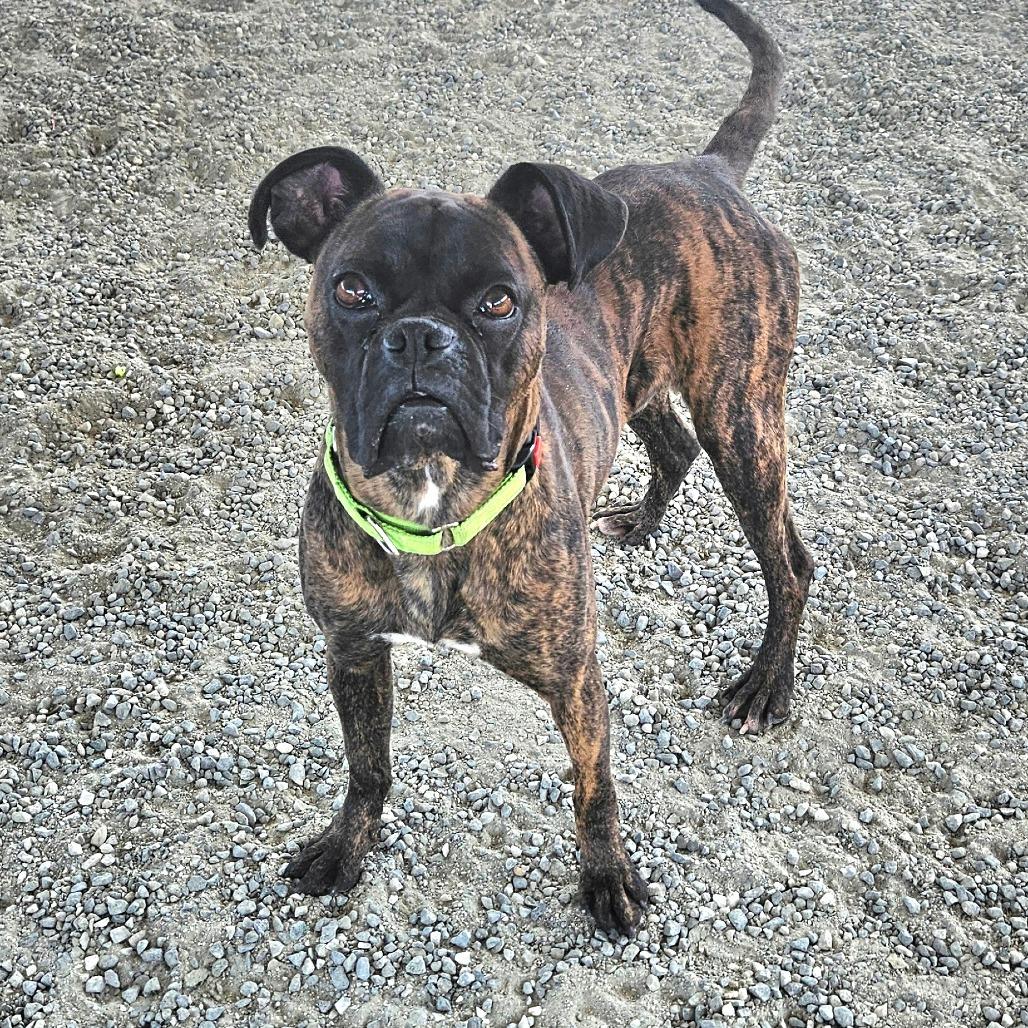 Enlarge Tobey, a Adoptable Boxer in Ballston Spa, NY image 3/6