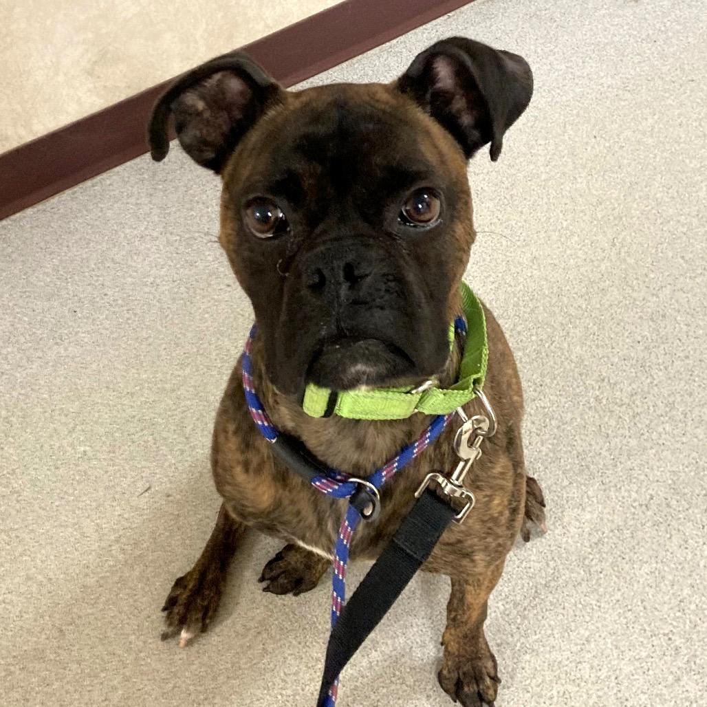 Enlarge Tobey, a Adoptable Boxer in Ballston Spa, NY image 4/6