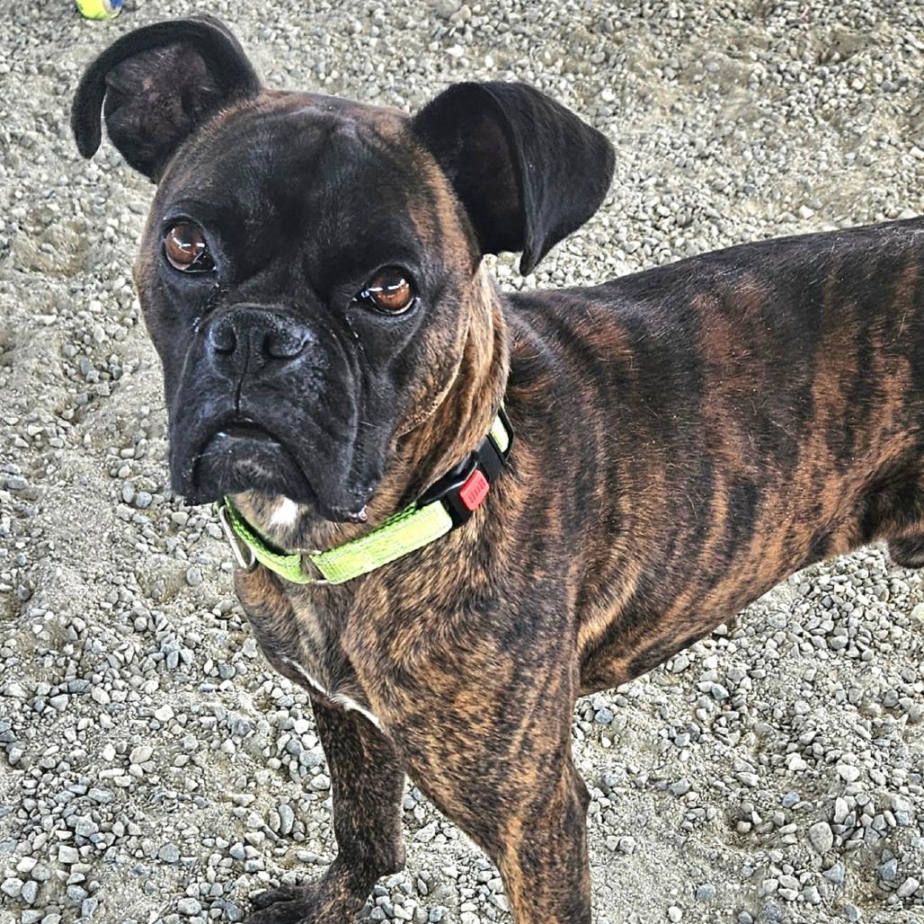 Enlarge Tobey, a Adoptable Boxer in Ballston Spa, NY image 5/6