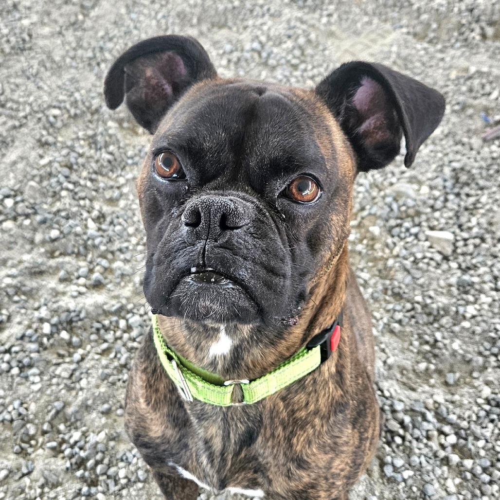 Enlarge Tobey, a Adoptable Boxer in Ballston Spa, NY image 6/6
