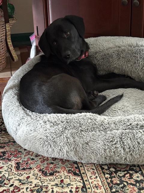 Enlarge Sapphire, an adopted Labrador Retriever in Indianapolis, IN image 5/6