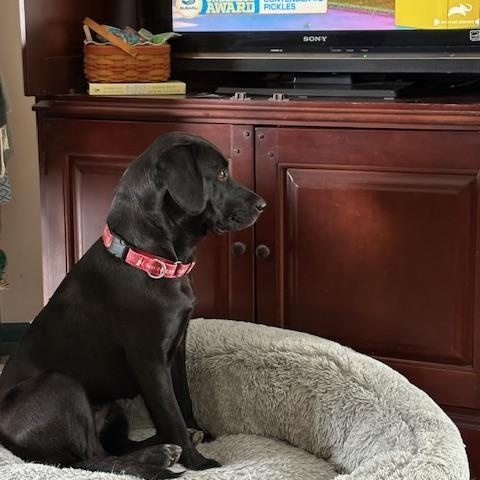 Enlarge Sapphire, an adopted Labrador Retriever in Indianapolis, IN image 4/6
