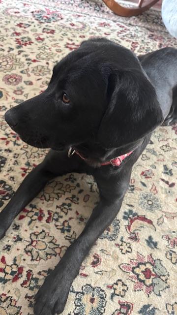 Enlarge Sapphire, an adopted Labrador Retriever in Indianapolis, IN image 2/6