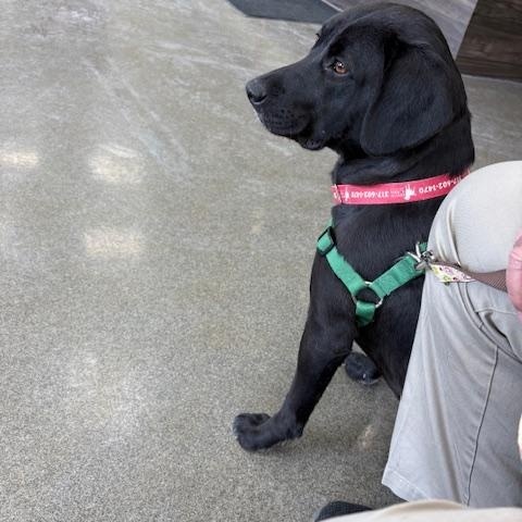 Enlarge Sapphire, an adopted Labrador Retriever in Indianapolis, IN image 3/6