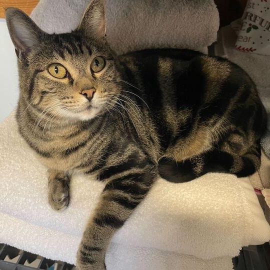 Diana, ADOPTABLE, Adult Female Tabby.