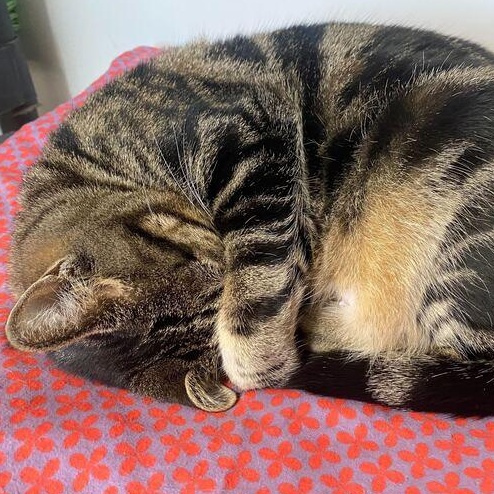 Diana, a ADOPTABLE Tabby in Driggs, ID image 2/3