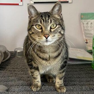 Diana, ADOPTABLE, Adult Female Tabby.