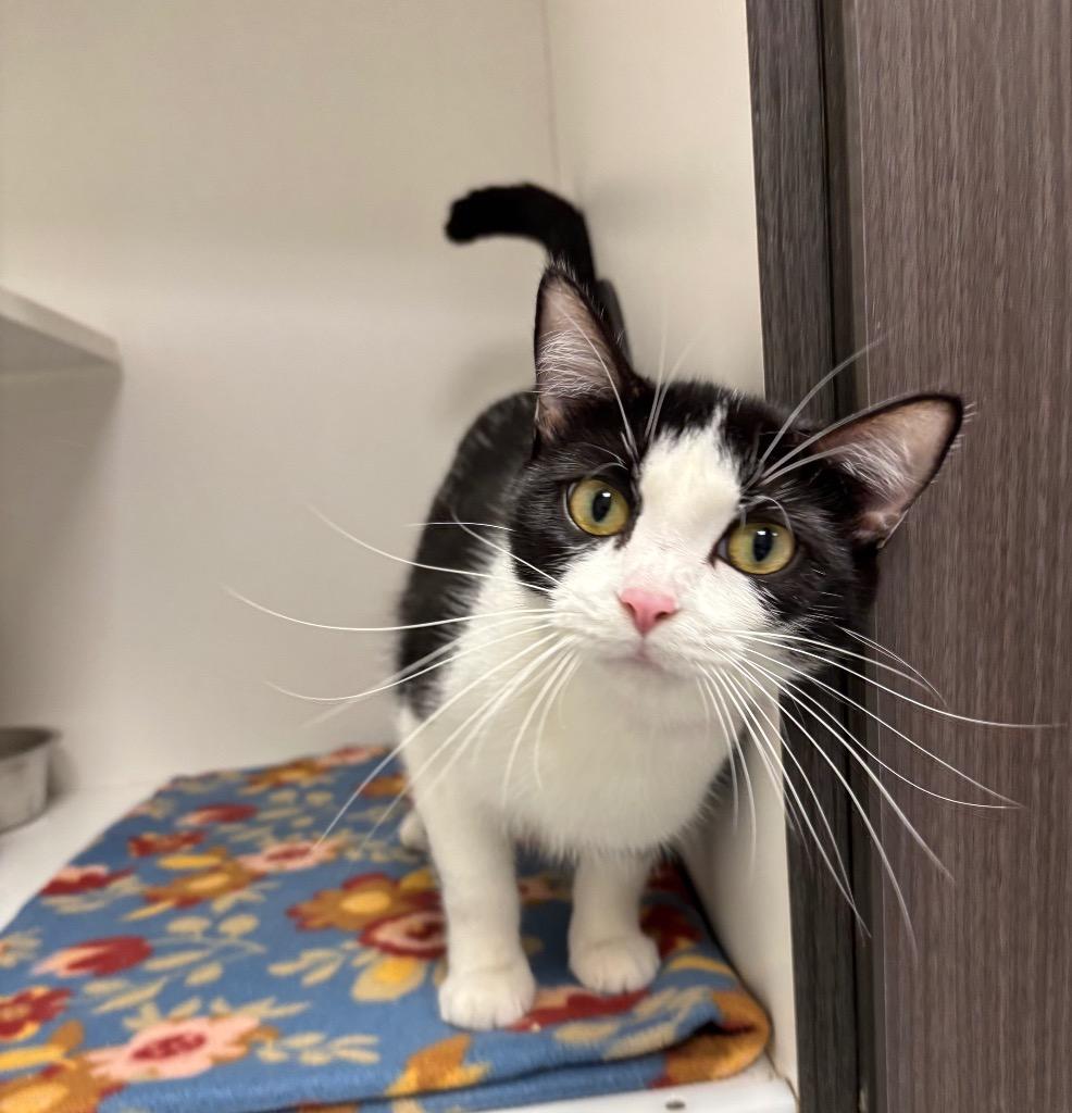 Jen, Adopted, Young Female Domestic Short Hair.