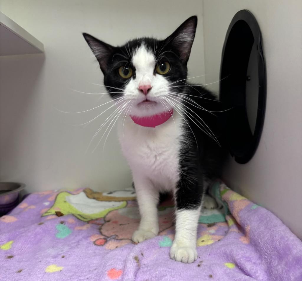 Enlarge Jen, a Adopted Domestic Short Hair in Frankfort, KY image 2/2