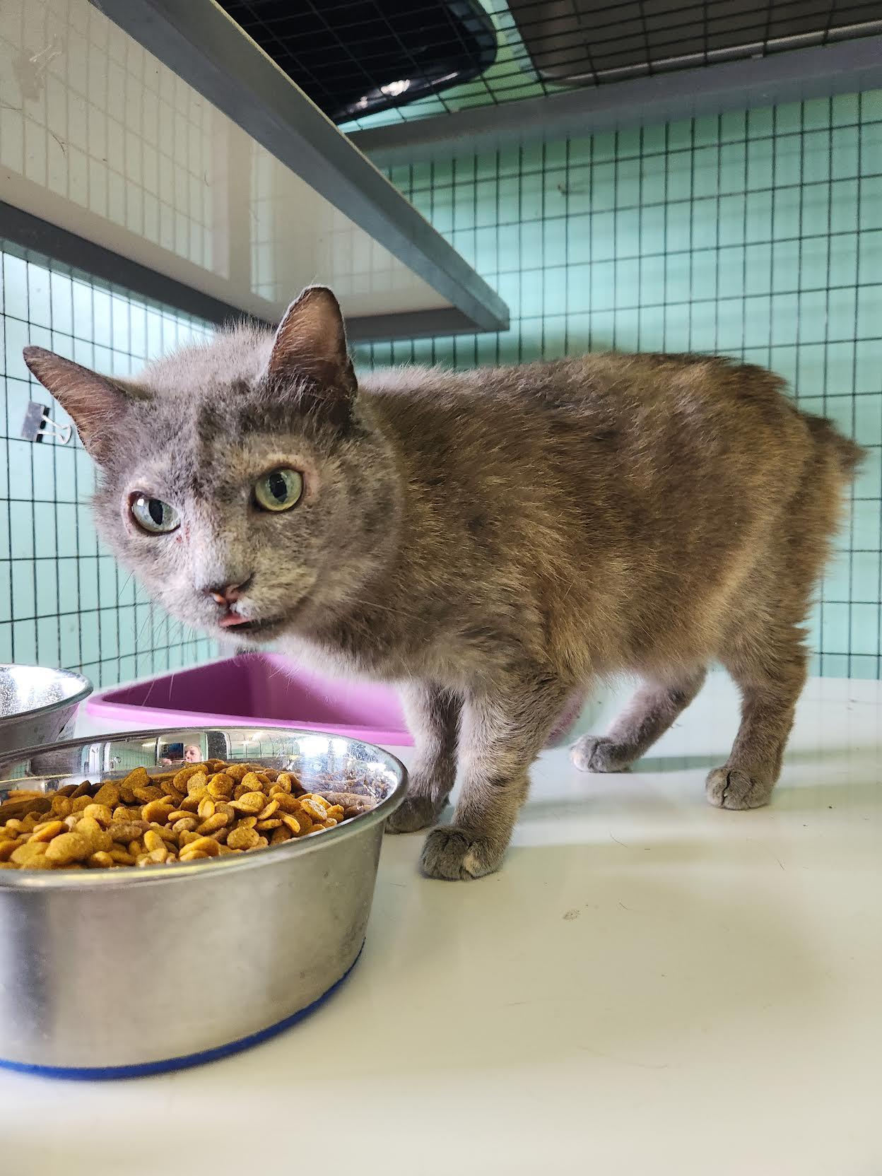 Kooku, Adopted, Adult Female Domestic Short Hair.