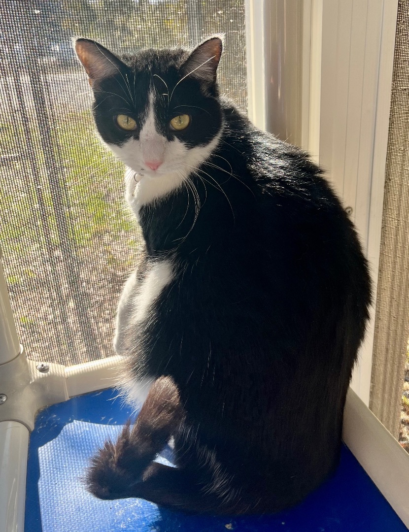 Duchesse, a Adoptable Domestic Short Hair in Eglin AFB, FL image 3/3