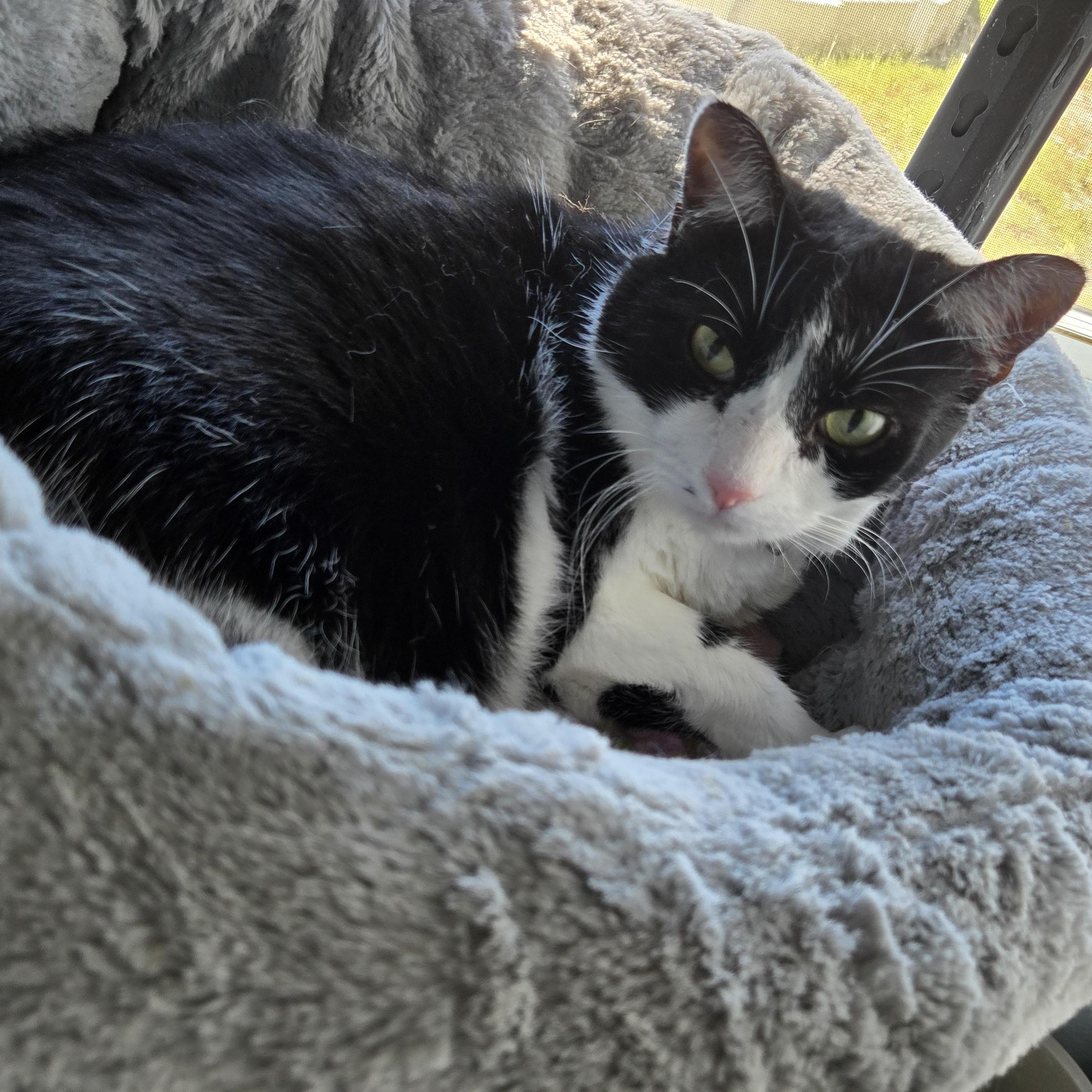 Duchesse, a Adoptable Domestic Short Hair in Eglin AFB, FL image 2/3