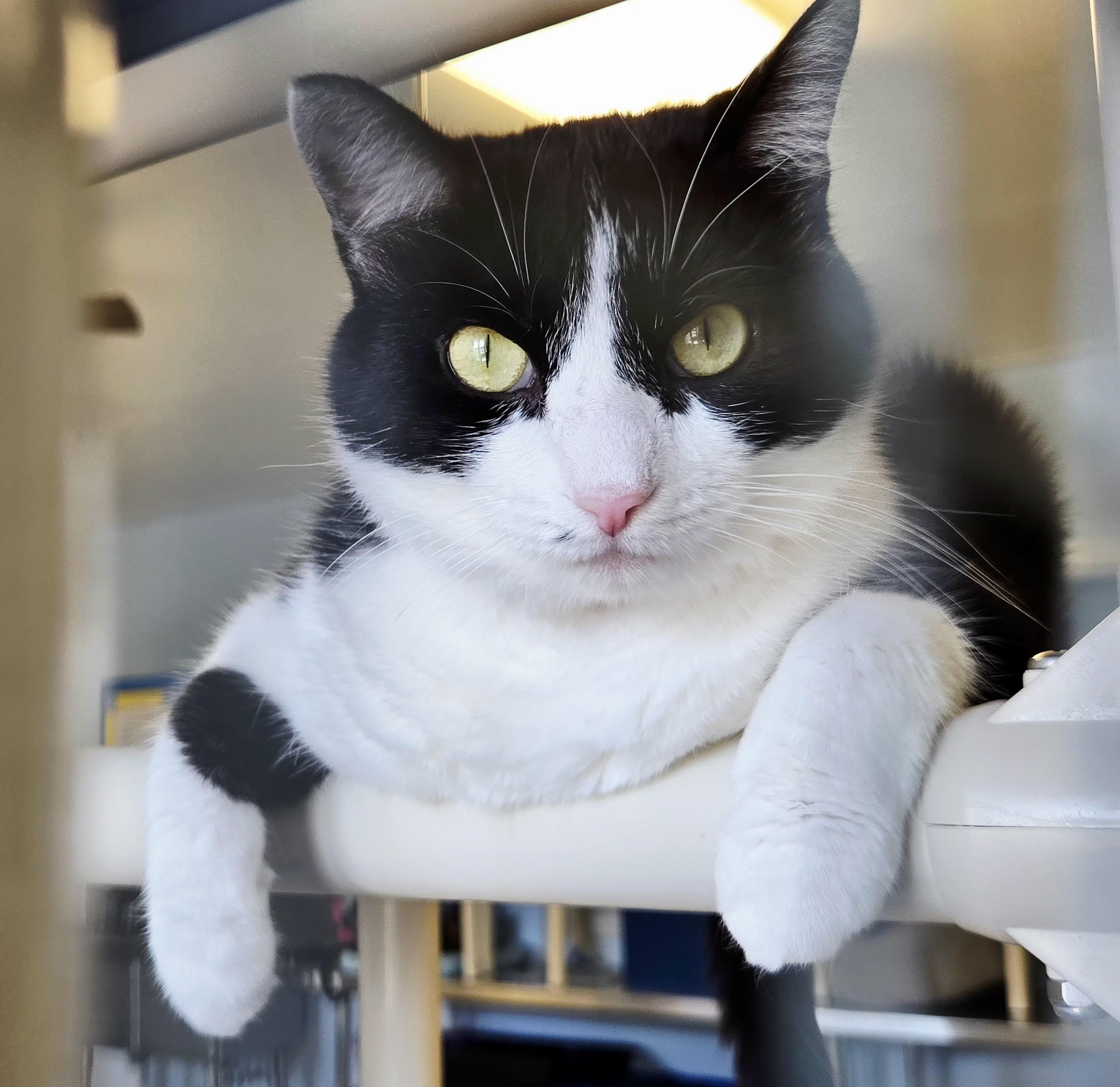 Duchesse, an adoptable Domestic Short Hair in Eglin AFB, FL, 32542 | Photo Image 1