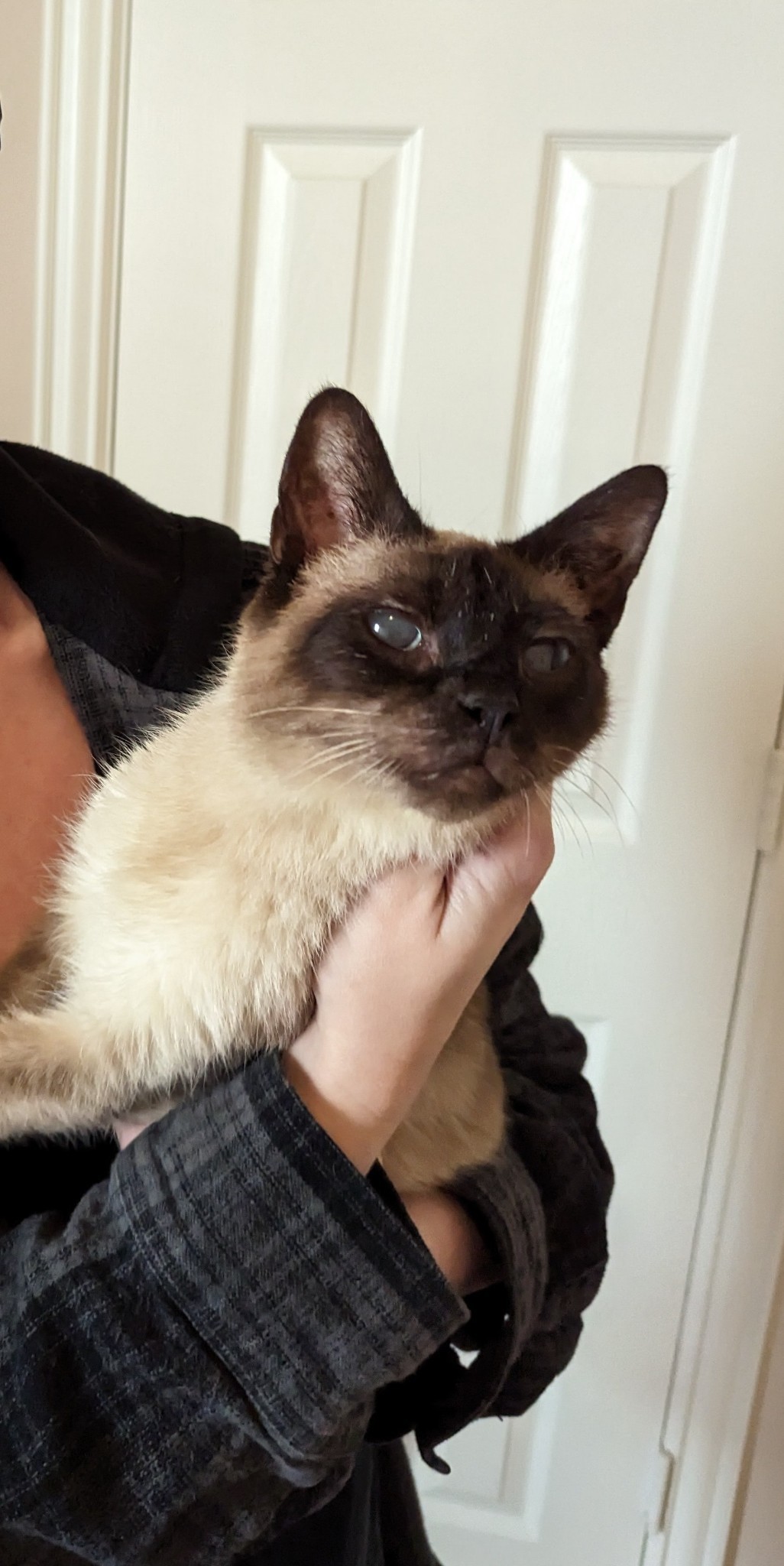 Twinkie, Adopted, Adult Female Siamese.