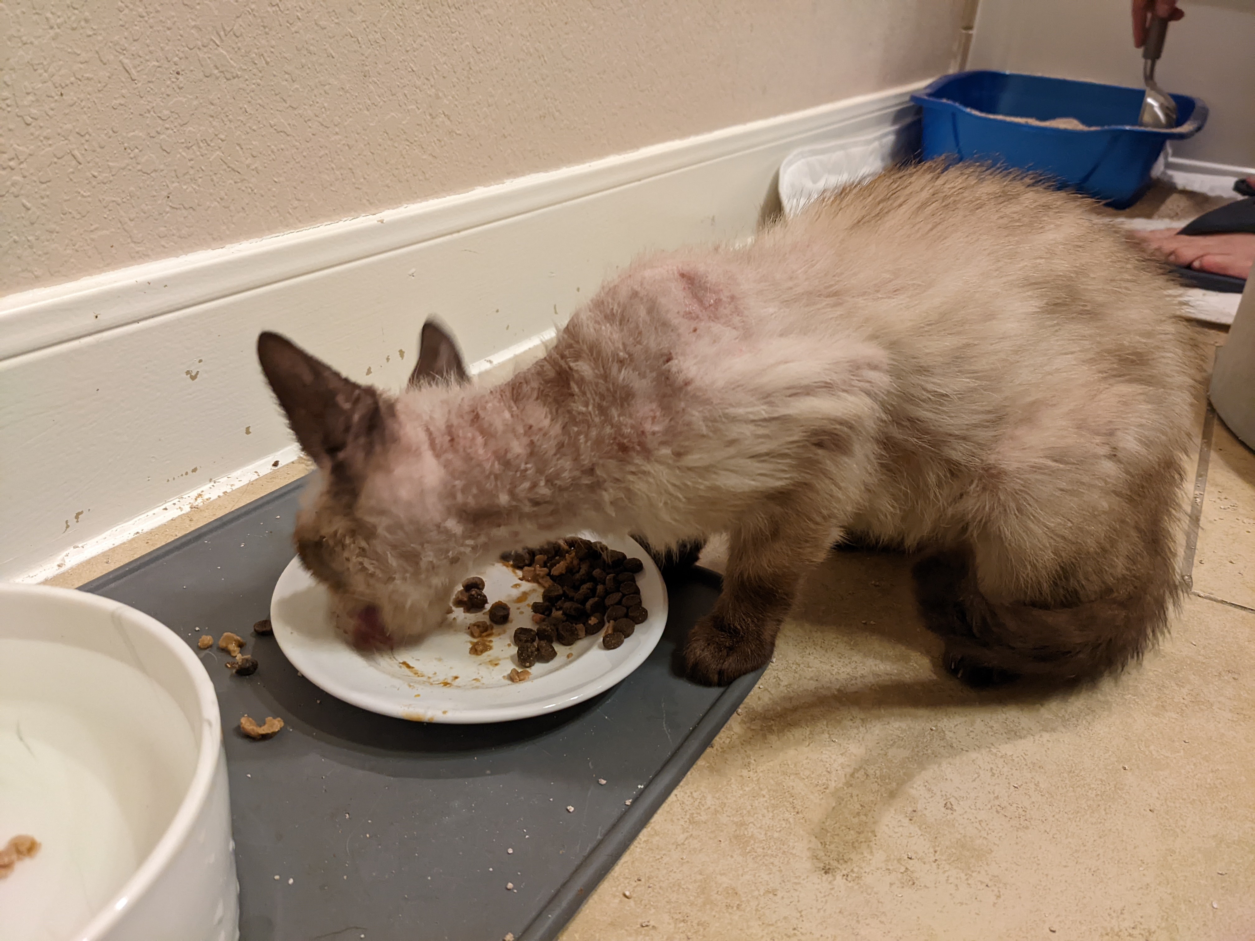 Enlarge Twinkie, a Adopted Siamese in Spring, TX image 2/4