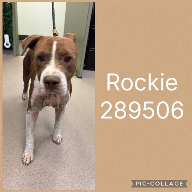 Enlarge ROCKIE, a Adoptable Mixed Breed in Macon, GA image 1/1