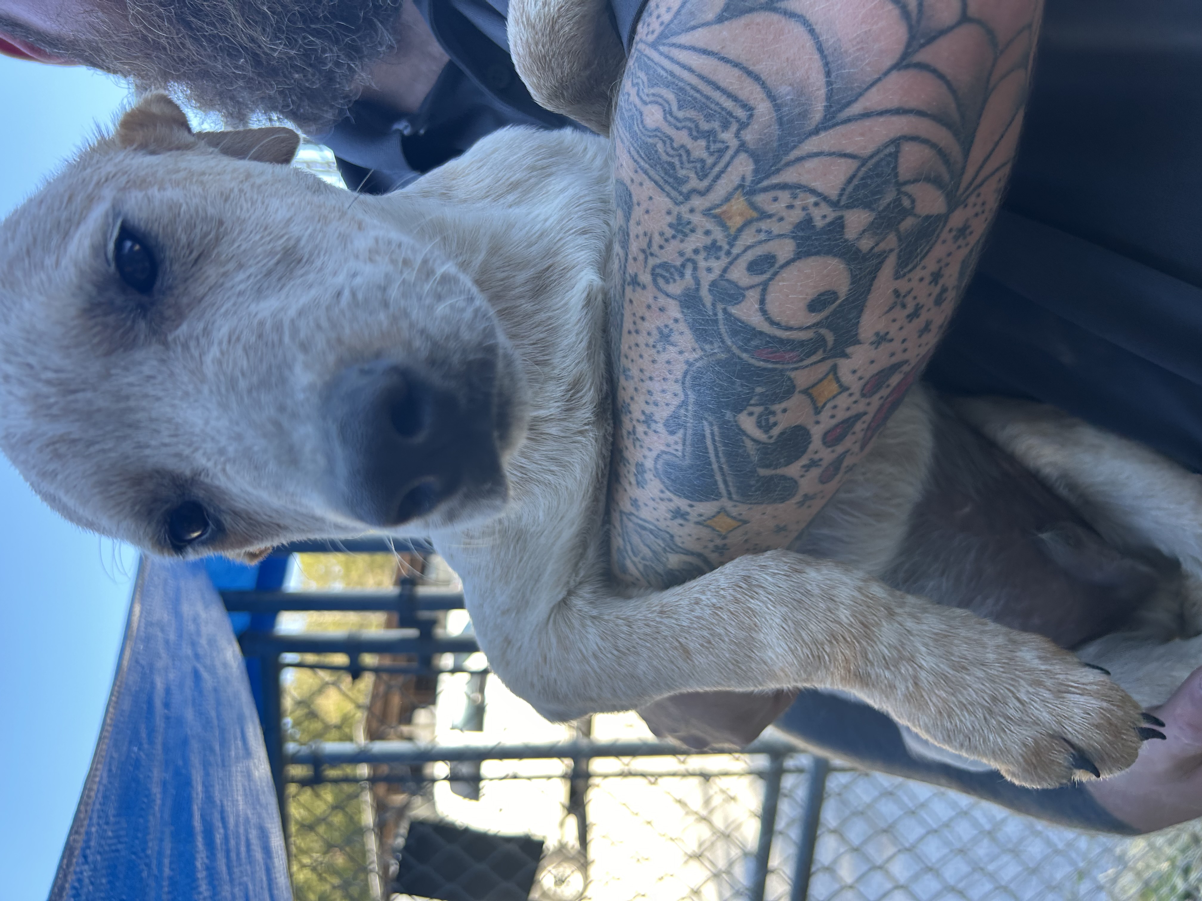 Dog for adoption Blazer, a Cattle Dog Mix in Manchester, TN Petfinder