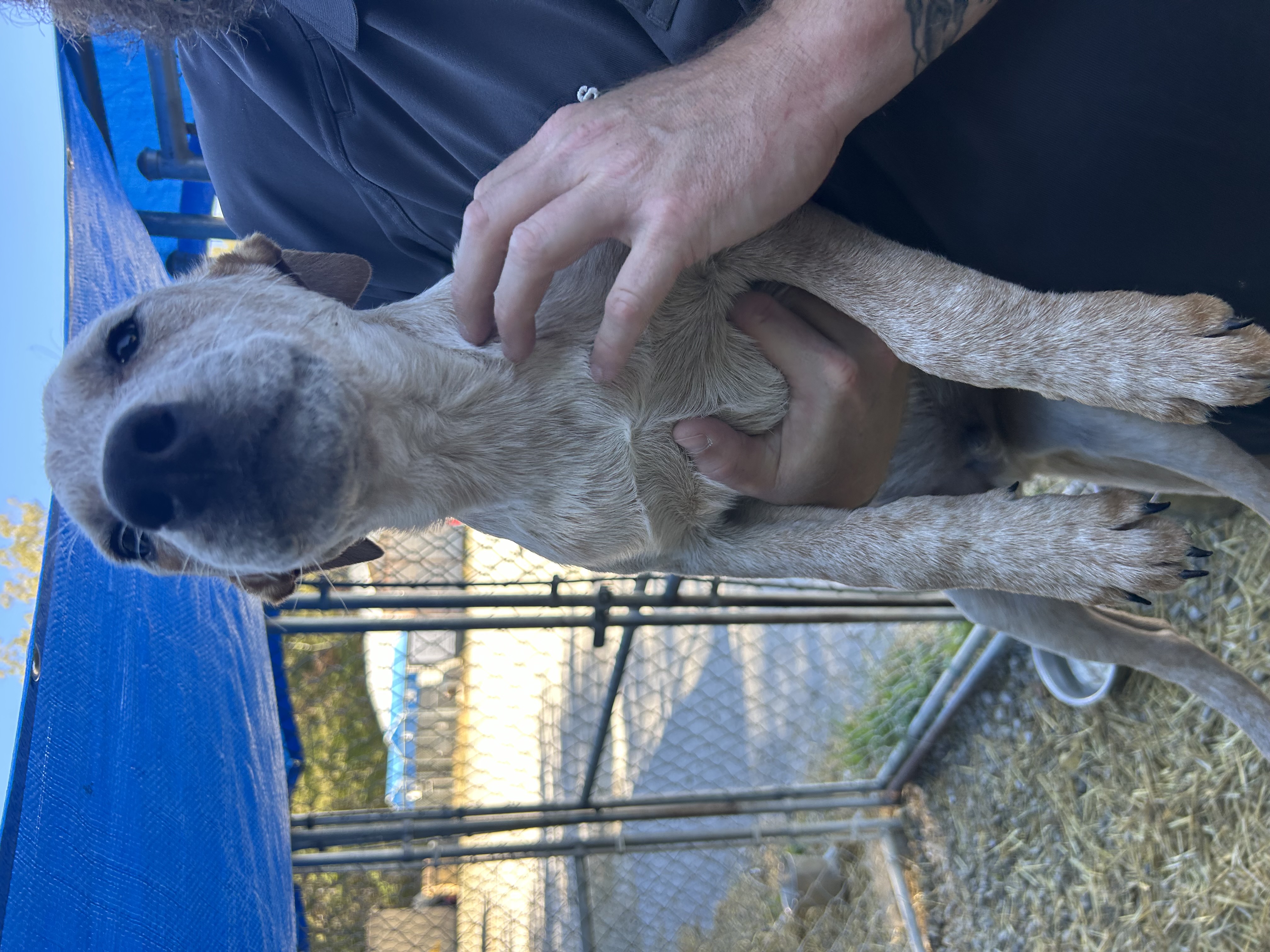 Dog for adoption Blazer, a Cattle Dog Mix in Manchester, TN Petfinder