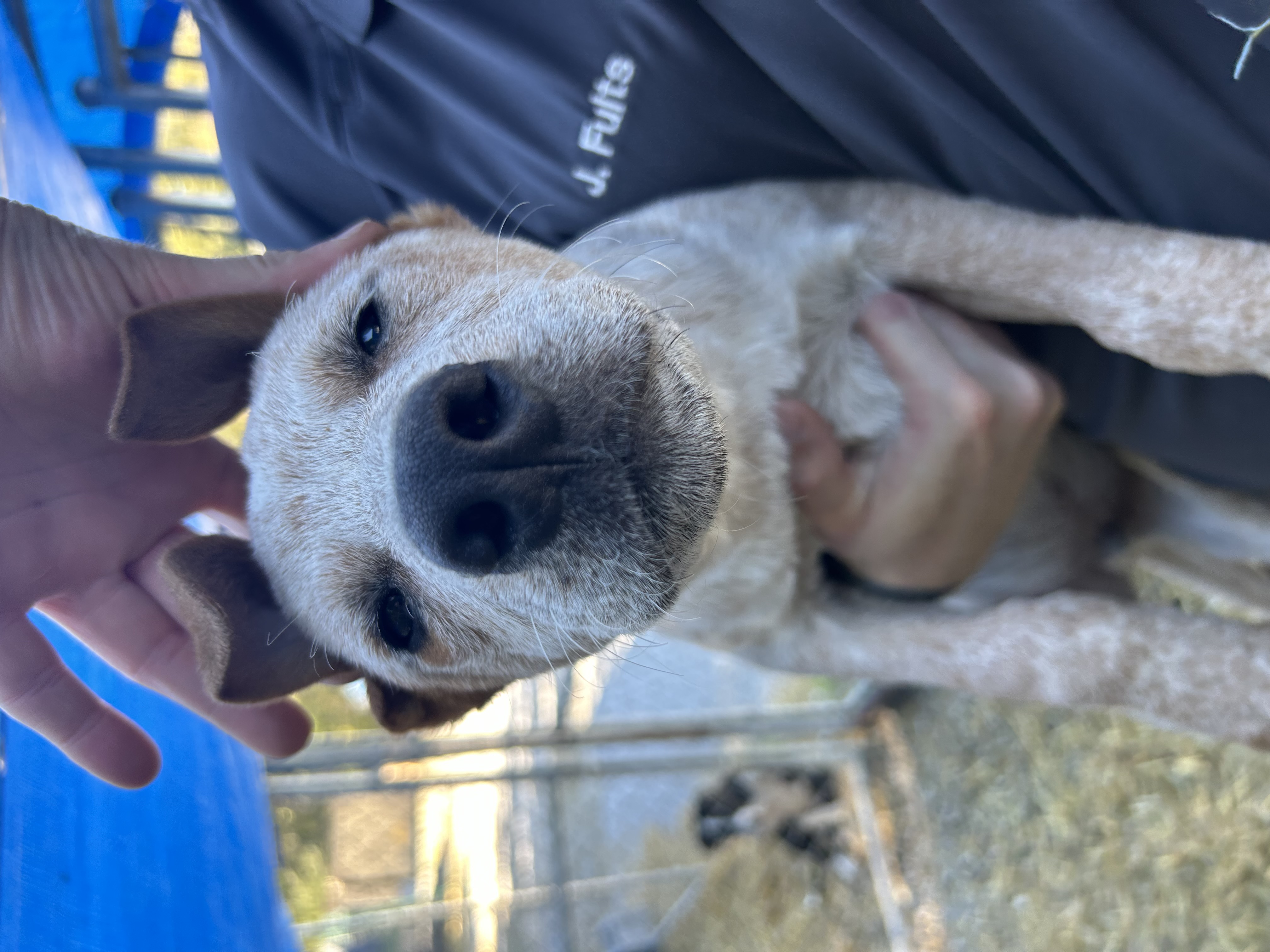 Dog for adoption Blazer, a Cattle Dog Mix in Manchester, TN Petfinder