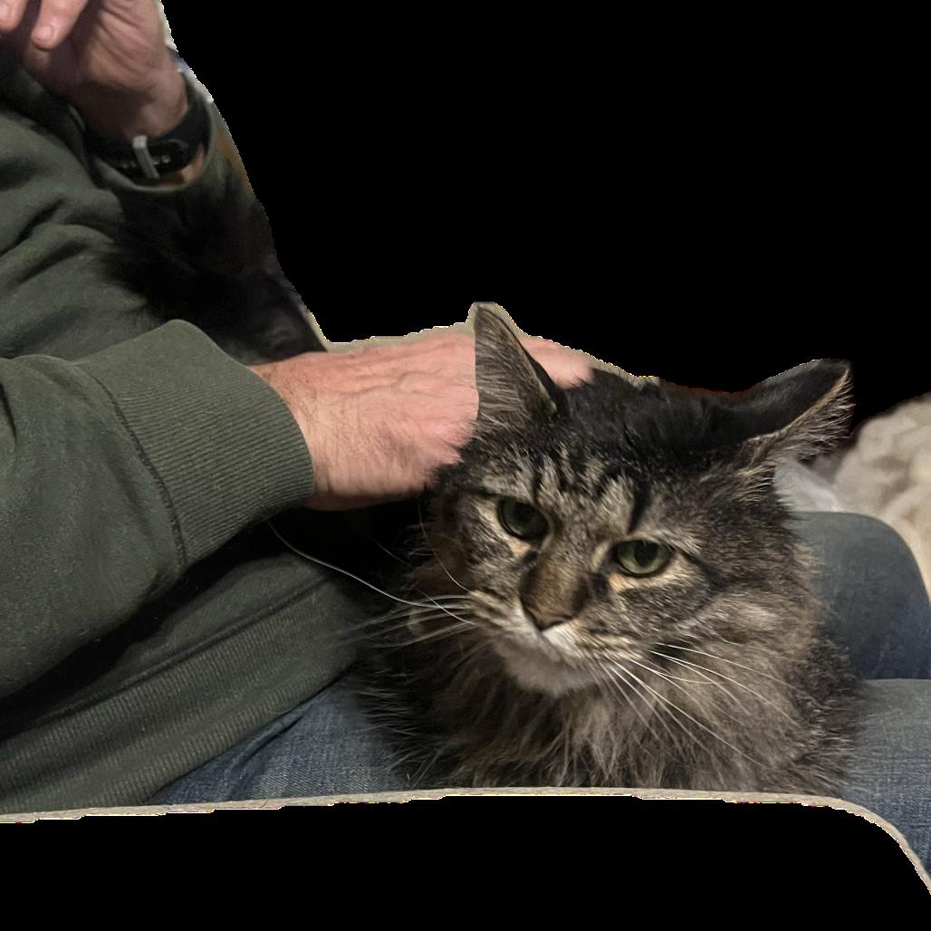 Conway, Adoptable, Senior Male Domestic Long Hair.