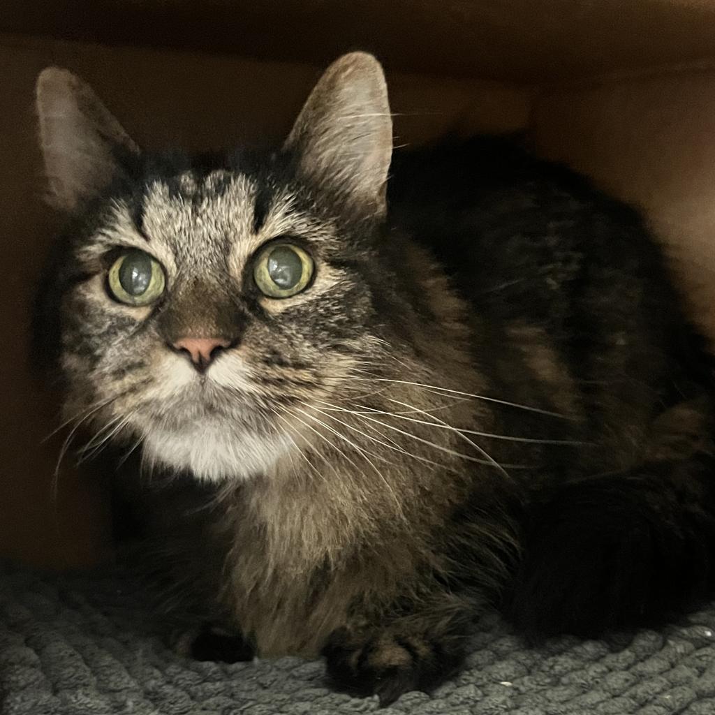 Enlarge Conway, a Adoptable Domestic Long Hair in Lynchburg, VA image 2/4