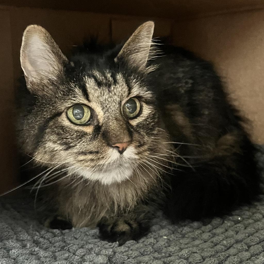 Enlarge Conway, a Adoptable Domestic Long Hair in Lynchburg, VA image 3/4