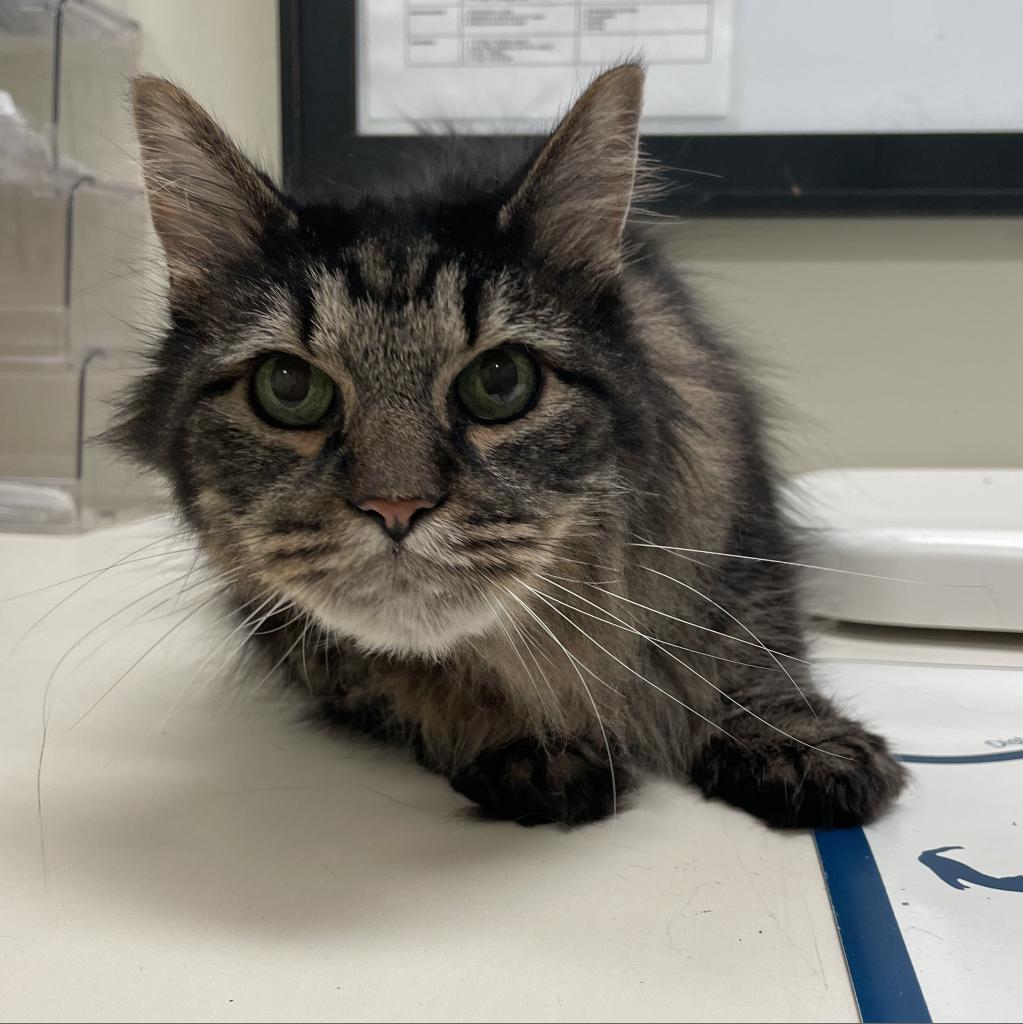 Enlarge Conway, a Adoptable Domestic Long Hair in Lynchburg, VA image 4/4