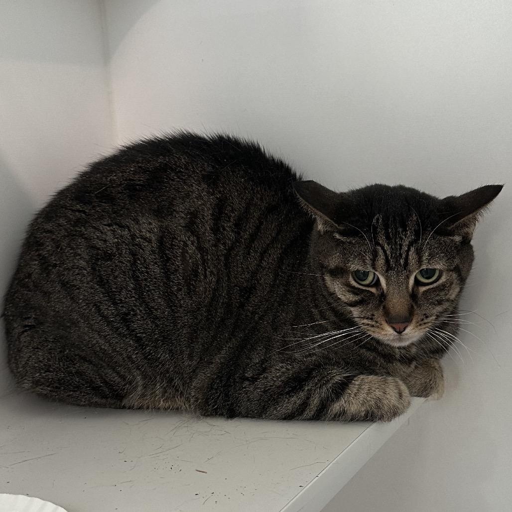 Enlarge Cookie & Nala, a ADOPTABLE American Shorthair in Danbury, CT image 4/5