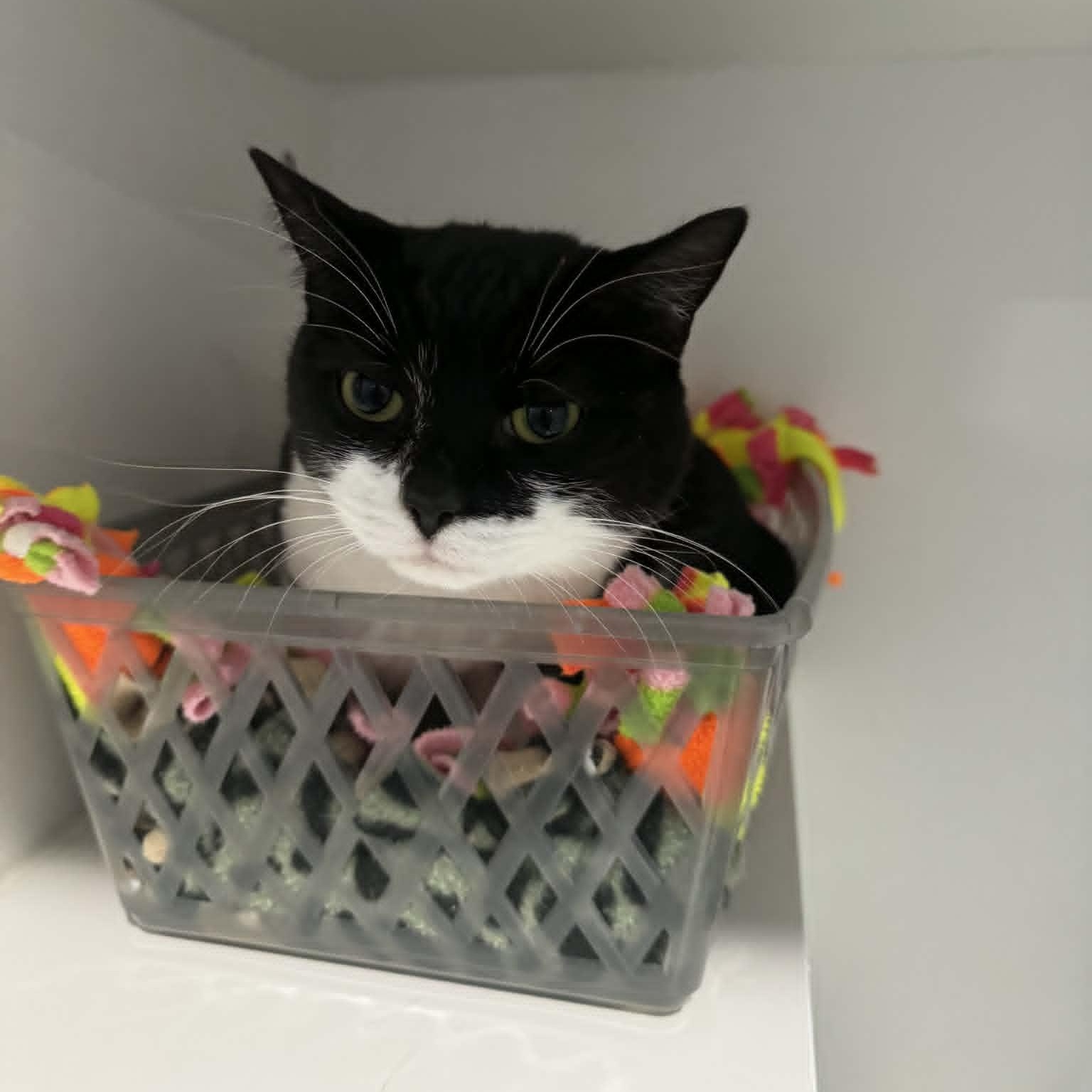 Enlarge Cookie & Nala, a ADOPTABLE American Shorthair in Danbury, CT image 5/5