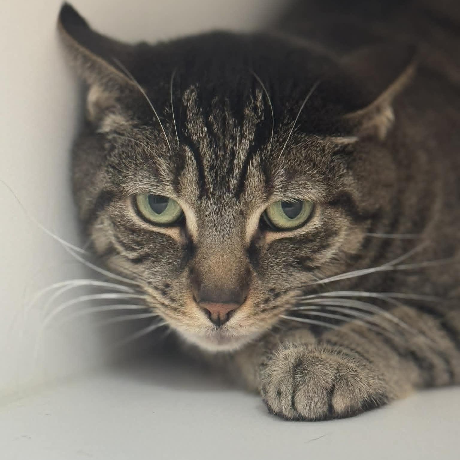 Enlarge Cookie & Nala, a ADOPTABLE American Shorthair in Danbury, CT image 2/5