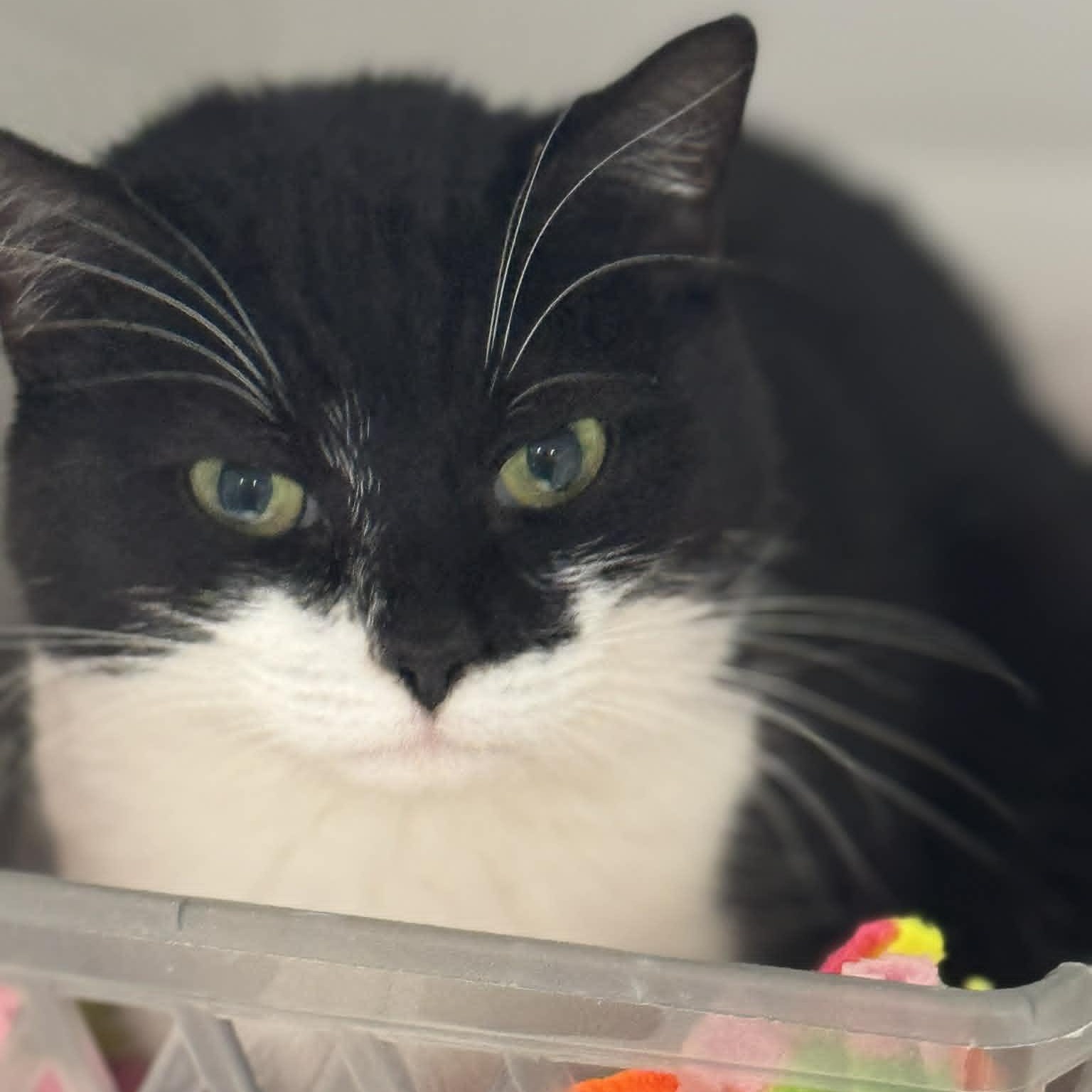 Cookie & Nala, ADOPTABLE, Adult Female American Shorthair.