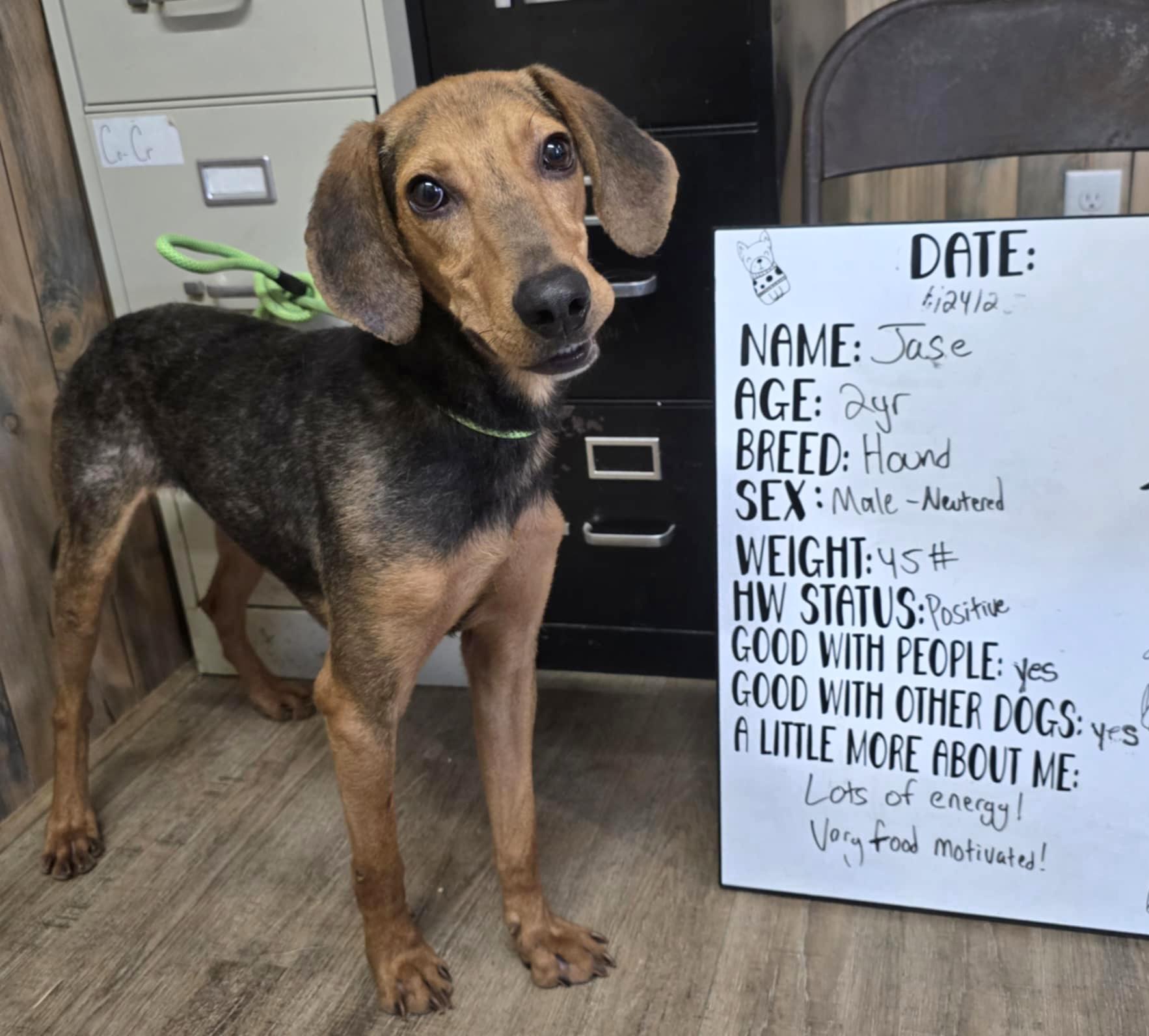 Jace, Adoptable, Young Male Hound.