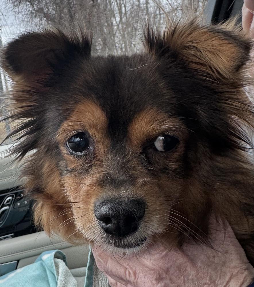 Sassy, Adoptable, Senior Female Yorkshire Terrier.