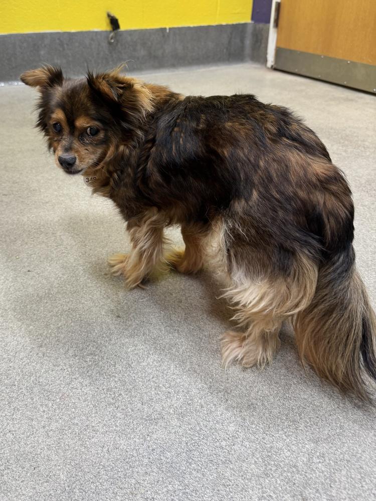 Enlarge Sassy, a Adoptable mixed breed in Greenbelt, MD image 2/4