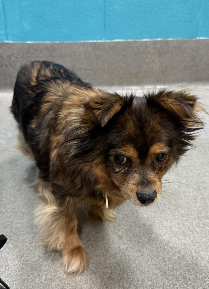 Enlarge Sassy, a Adoptable mixed breed in Greenbelt, MD image 3/4