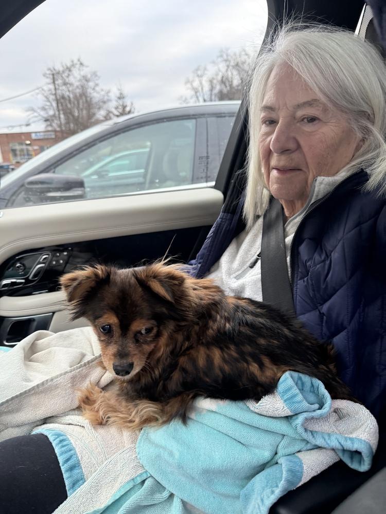 Enlarge Sassy, a Adoptable mixed breed in Greenbelt, MD image 4/4