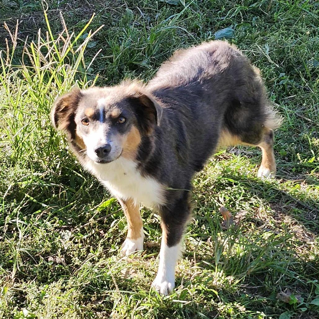 Blue Belle, Adoptable, Adult Female Australian Shepherd.