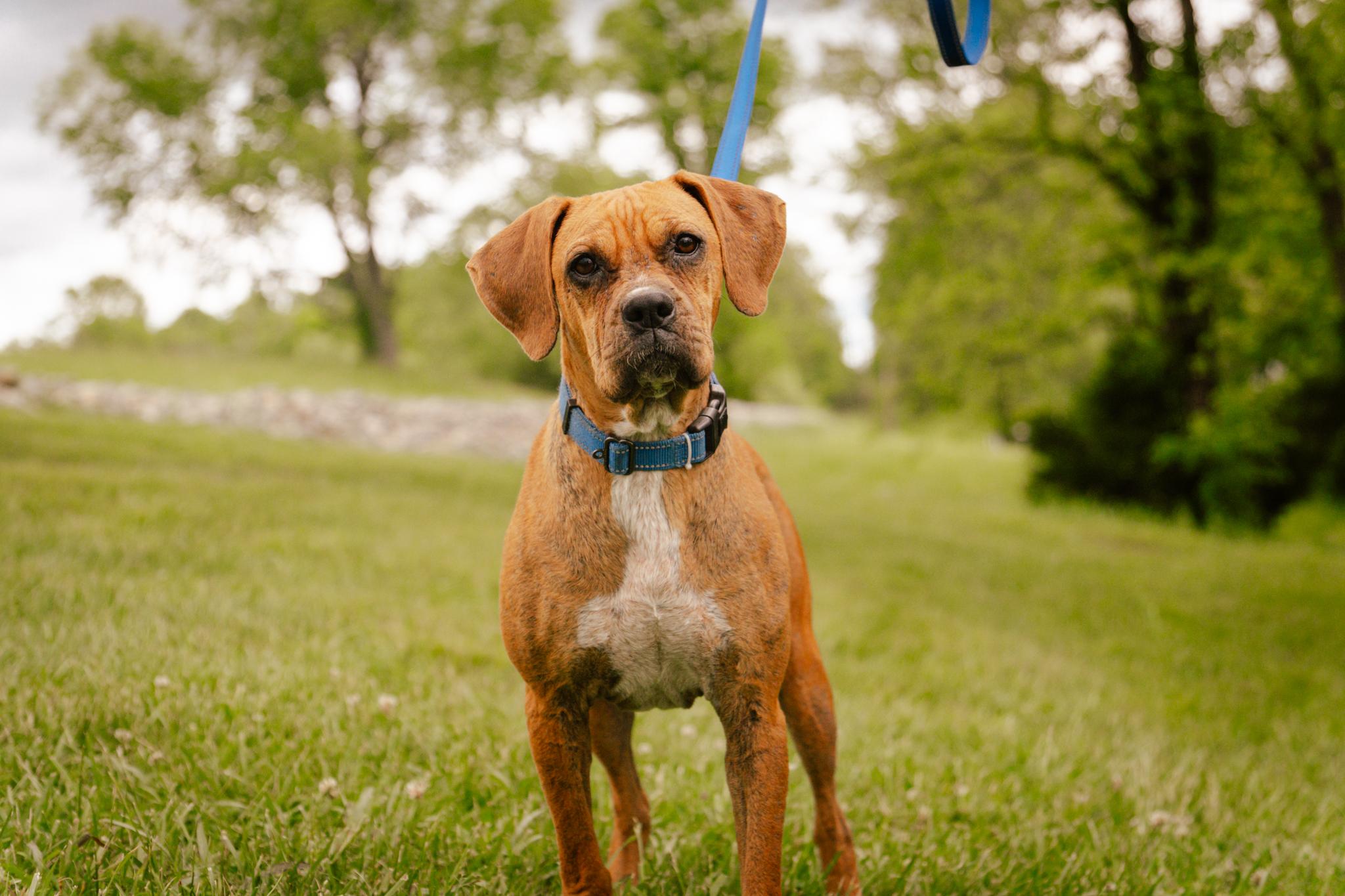 Trish, Adult Female Boxer