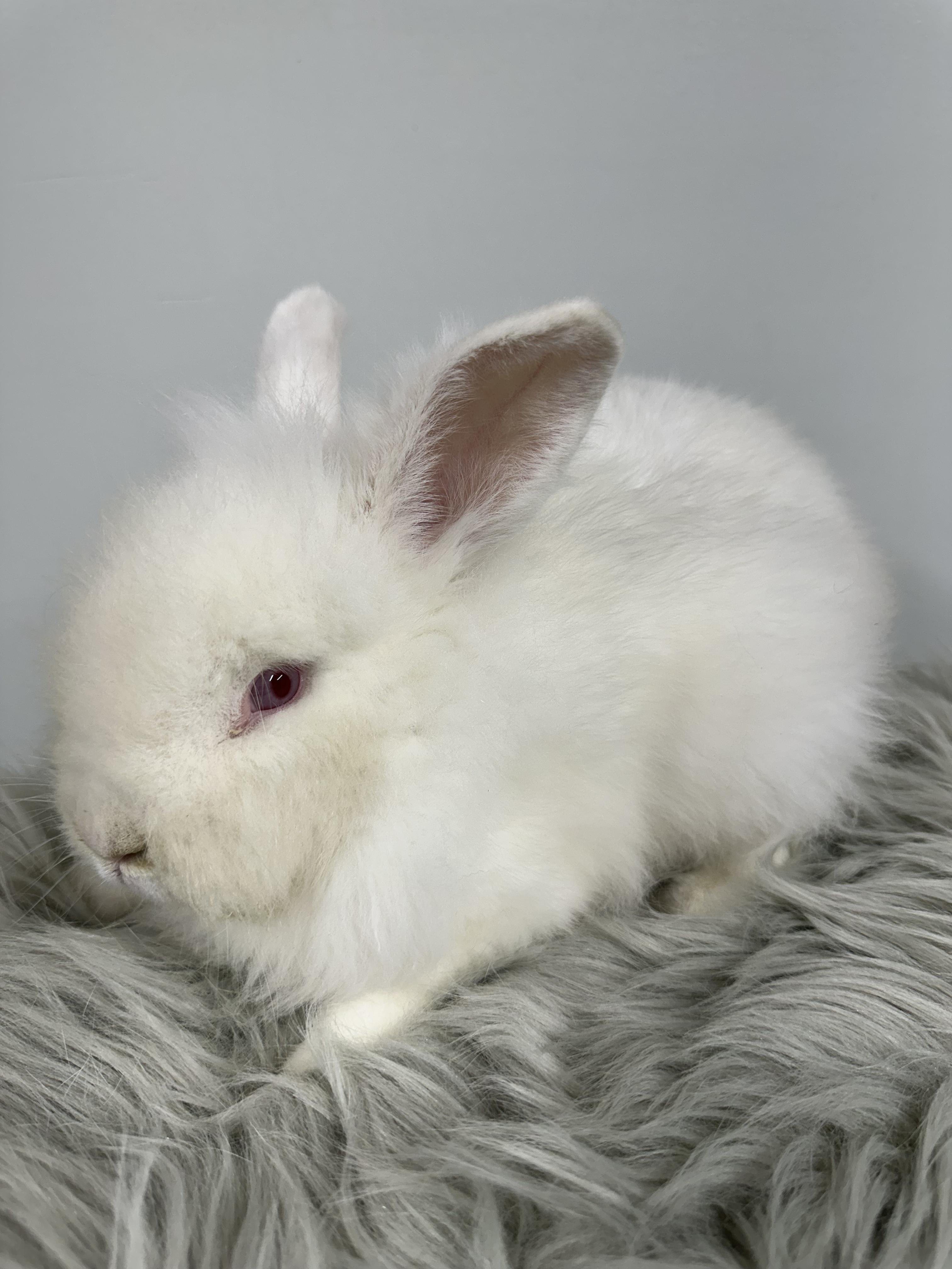 Thomas, Adopted, Young Male Lionhead.