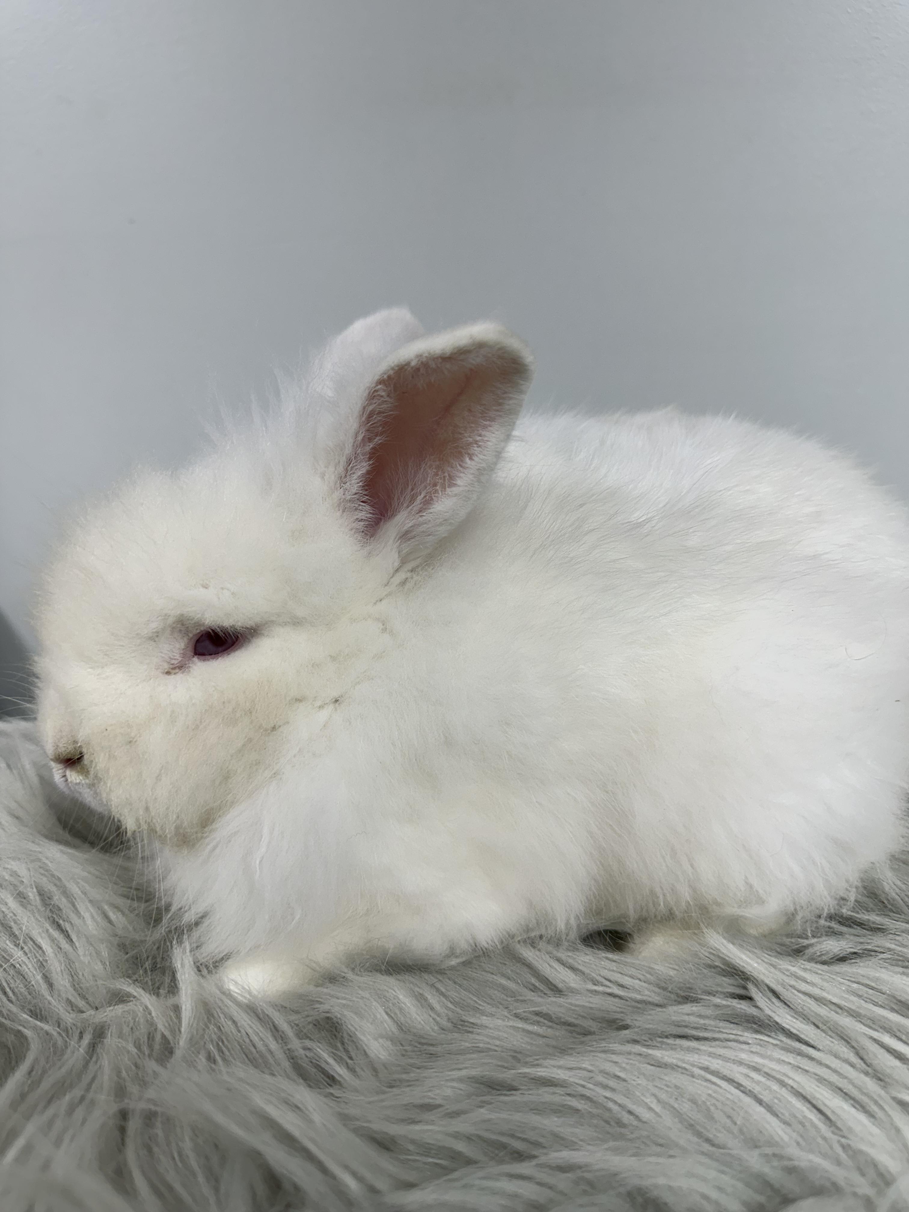 Enlarge Thomas, a Adopted Lionhead in Columbia, SC image 3/5