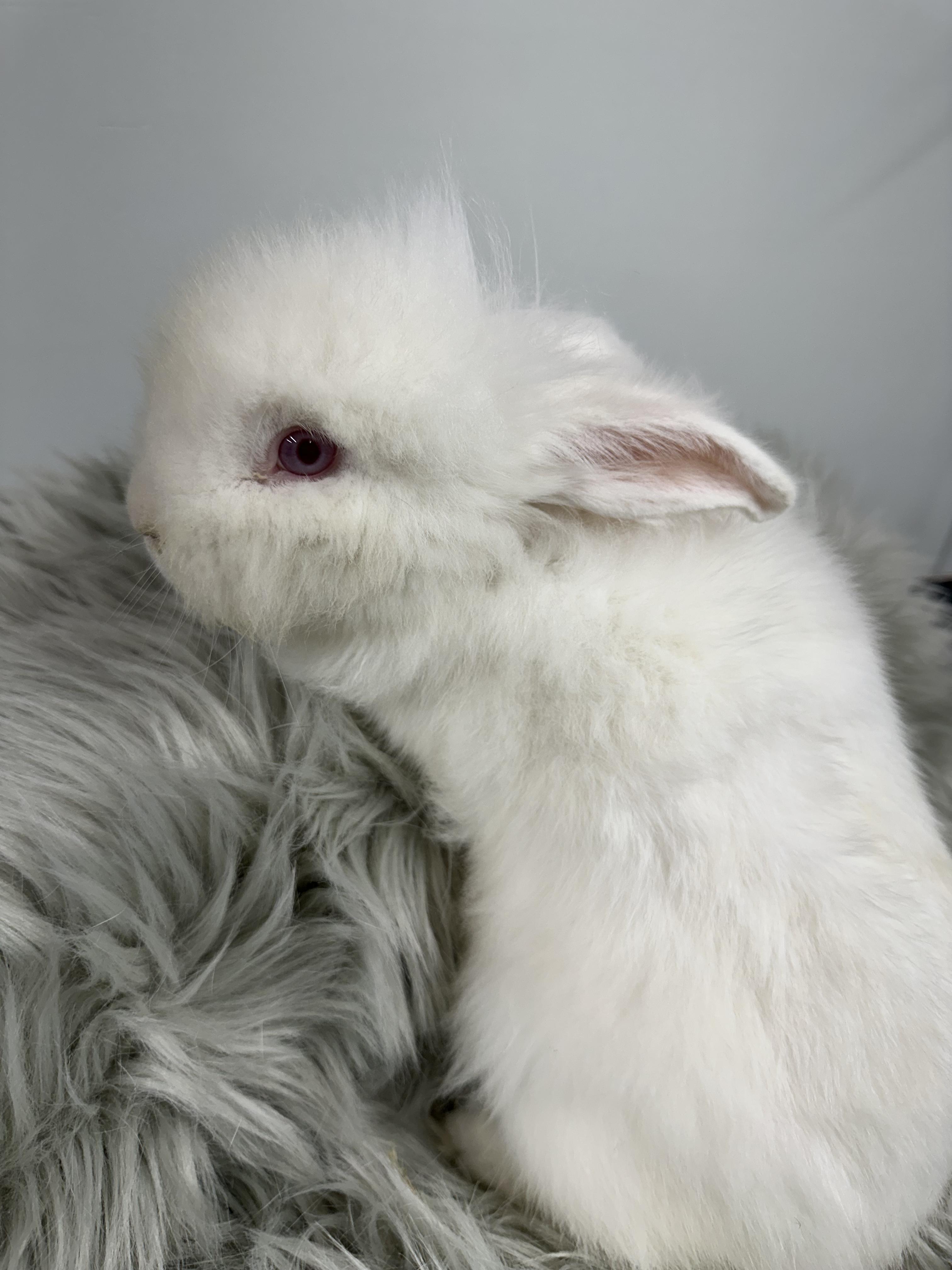 Enlarge Thomas, a Adopted Lionhead in Columbia, SC image 4/5