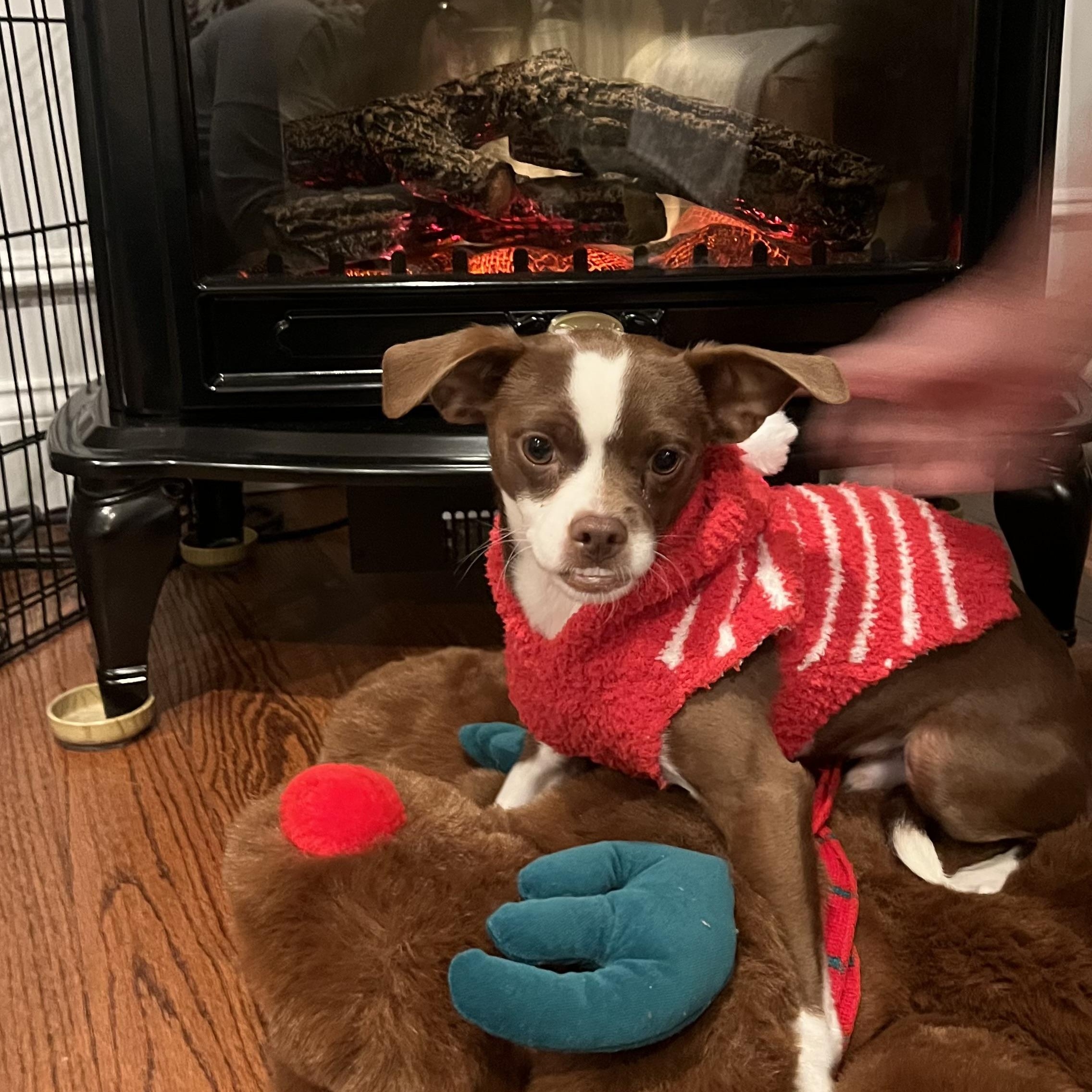 Diego, Adoptable, Young Male Chihuahua.