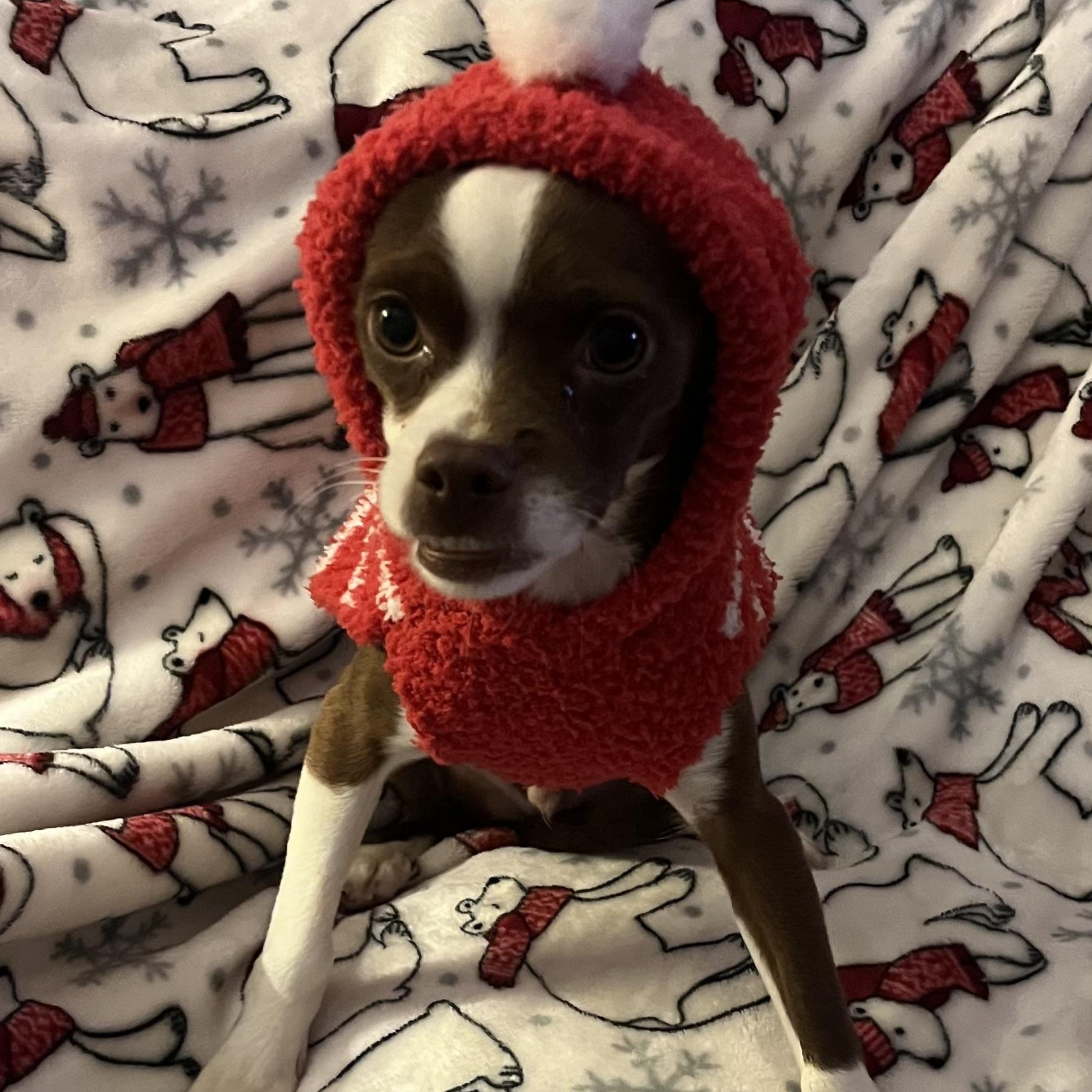 Enlarge Diego, a Adoptable mixed breed in Levittown, NY image 2/4