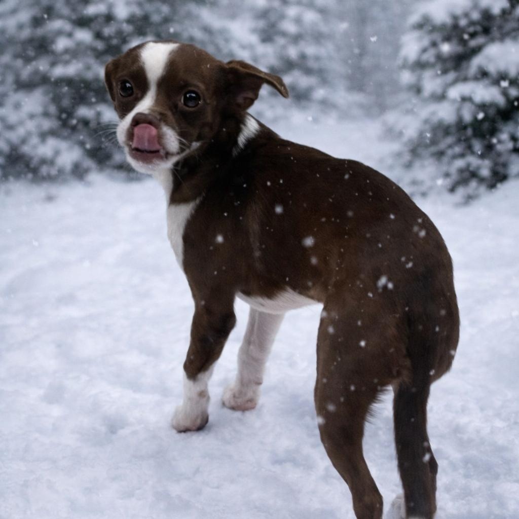 Enlarge Diego, a Adoptable mixed breed in Levittown, NY image 3/4
