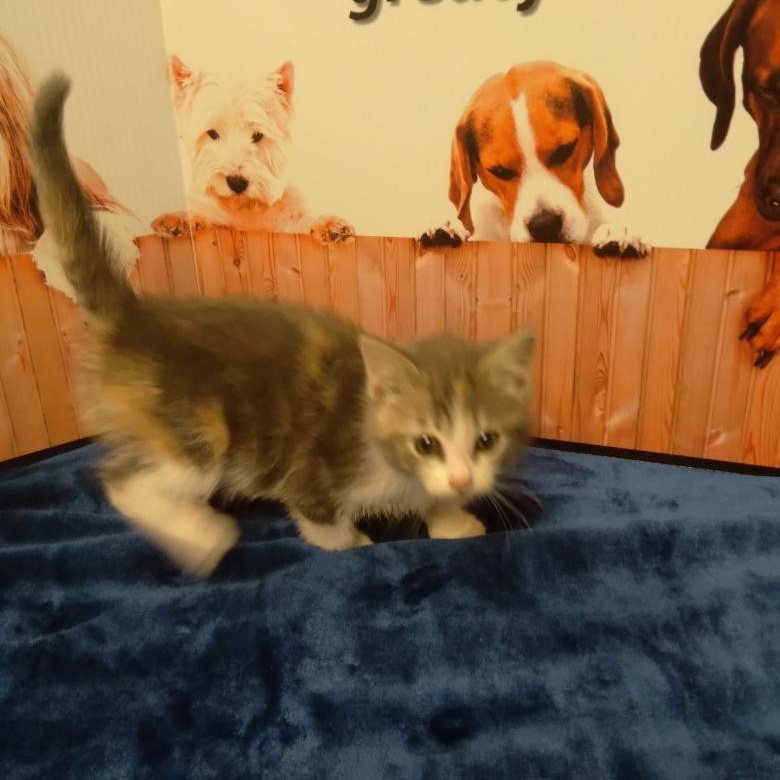 Heliotrope - Kitten photo 2